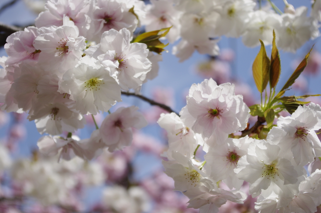 静香桜