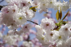静香桜