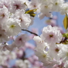 静香桜