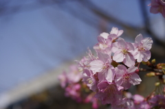 河津桜