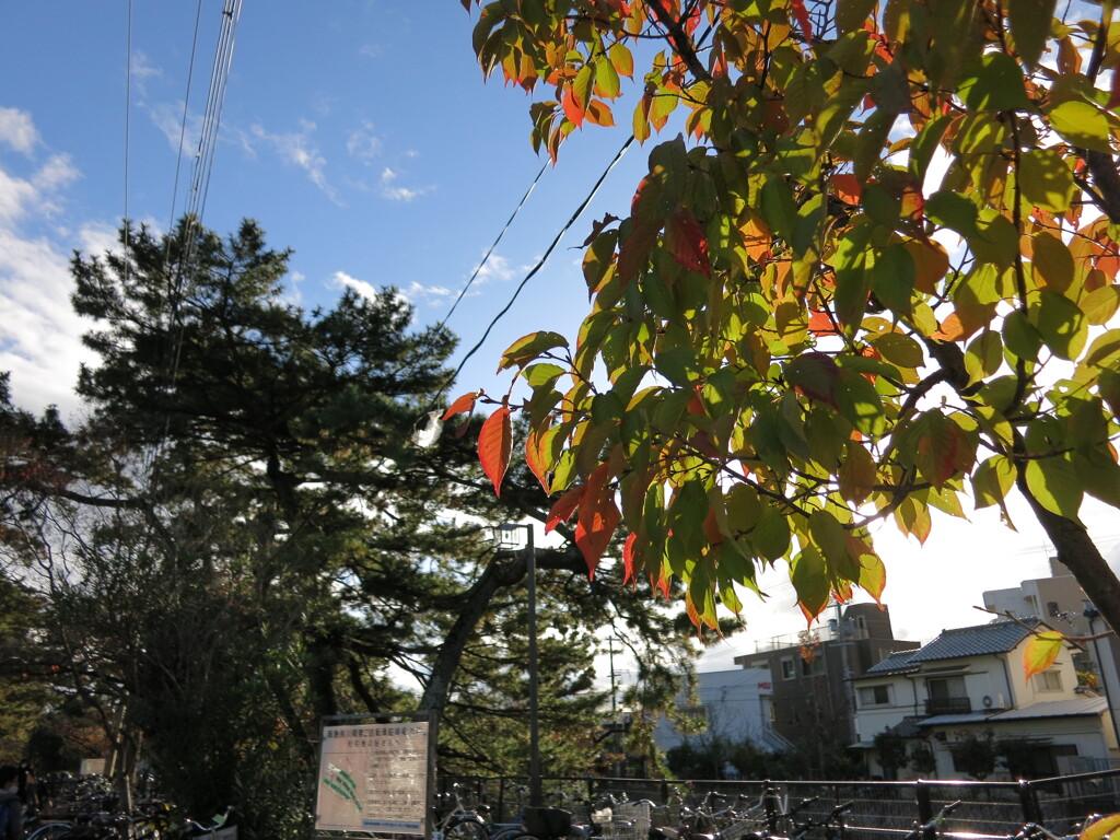 松と桜紅葉