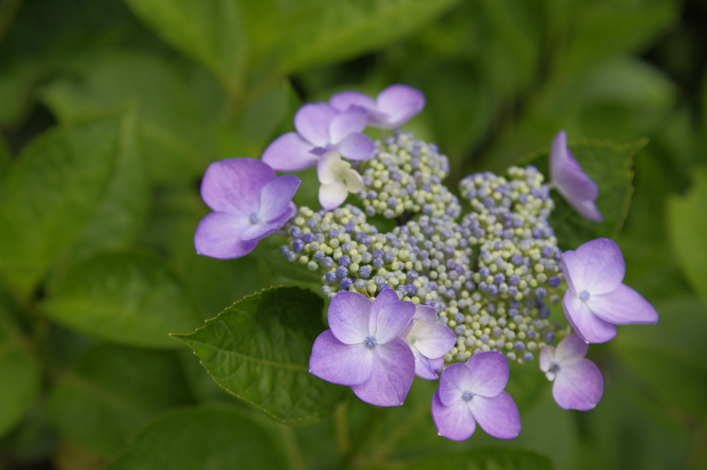 紫小花