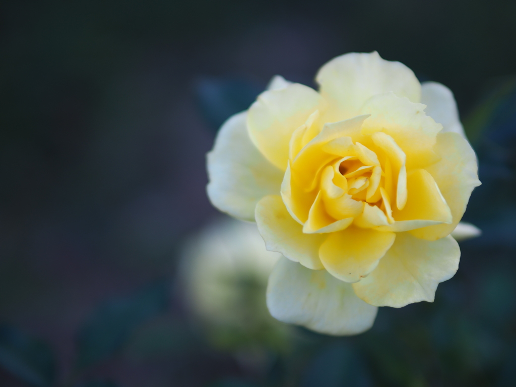 Yellow Rose