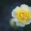 Yellow Rose