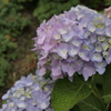 紫陽花のグラデーション