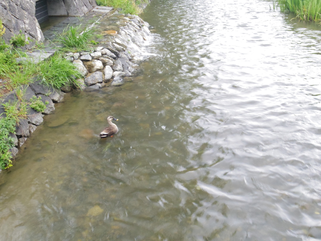 鴨川近くのカモ