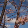 青空と十月桜