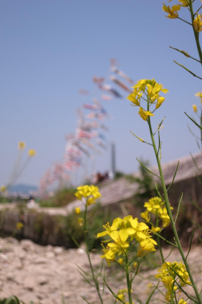 菜の花と鯉のぼり