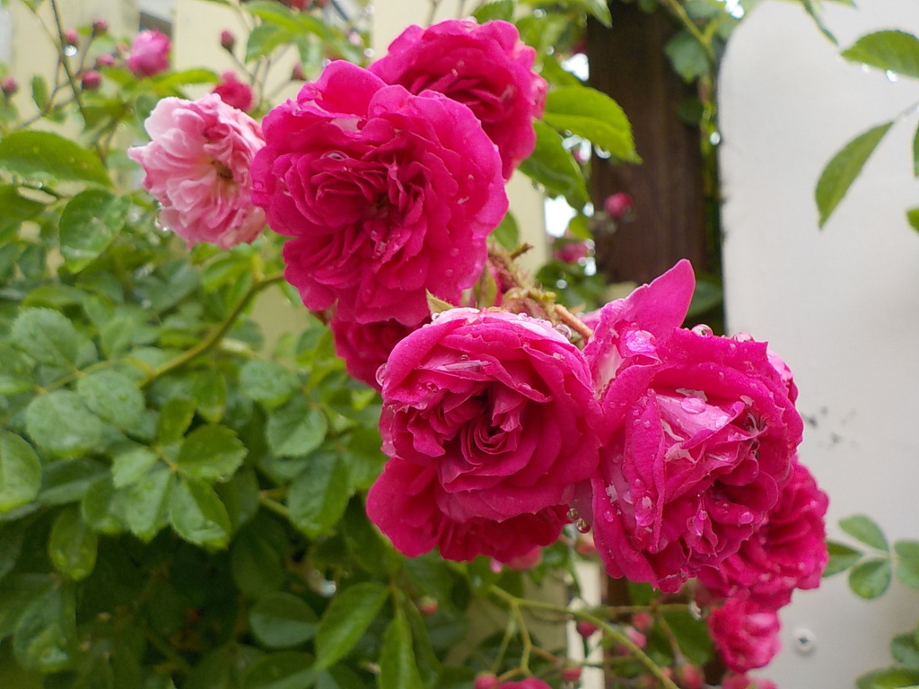雨の中の薔薇