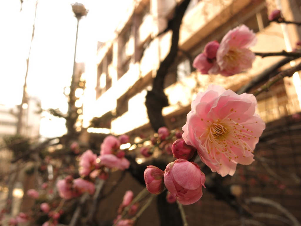 夕方のしだれ梅