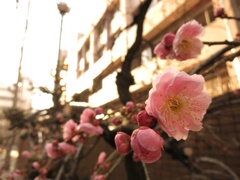 夕方のしだれ梅