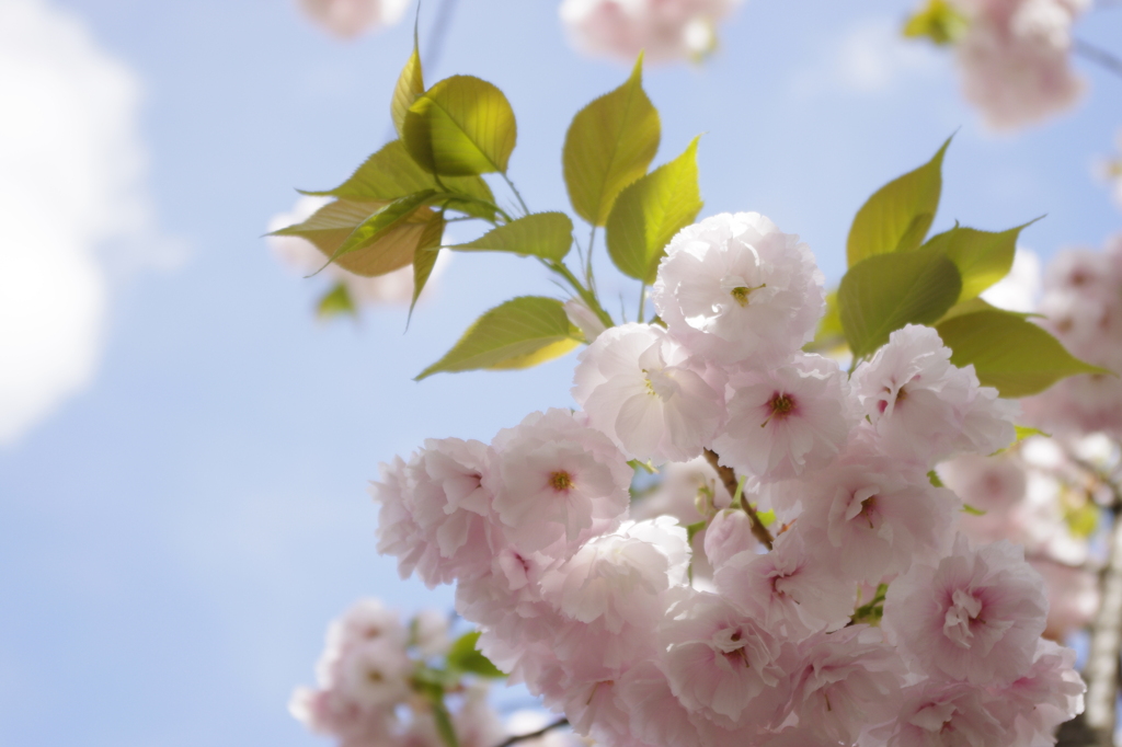 撫子桜