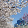 扇町公園の桜と花水木