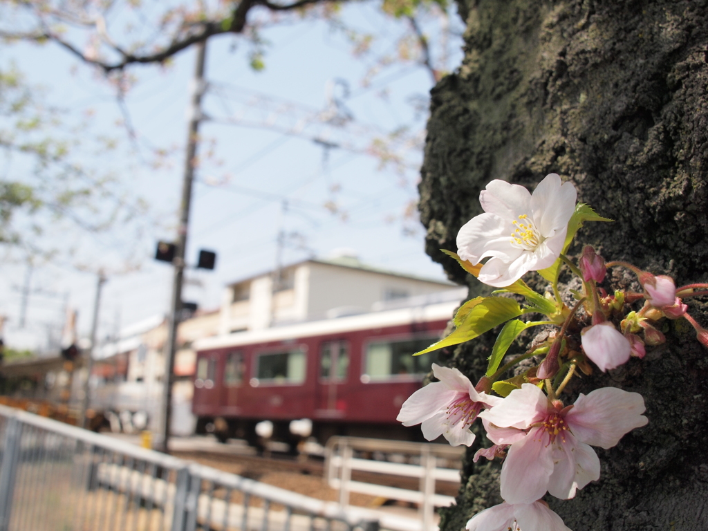 胴葺き桜と阪急電車