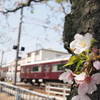 胴葺き桜と阪急電車