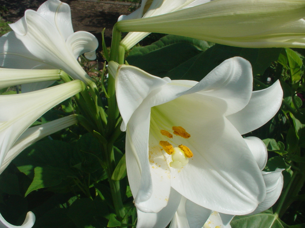 Lily
