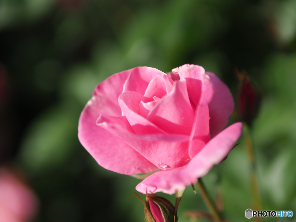 pink rose