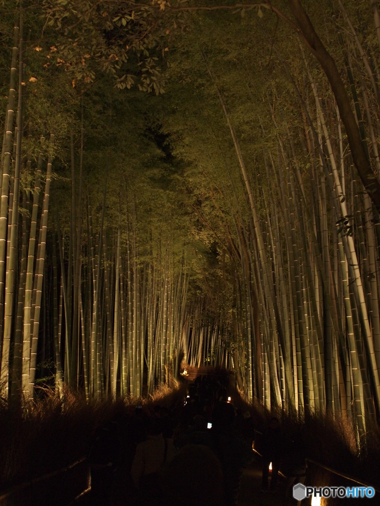 輝く竹林の坂道