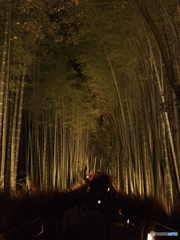 輝く竹林の坂道