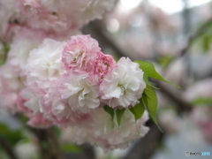 桜と玉ボケ