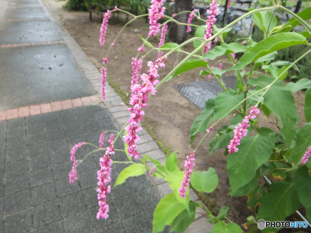 蓼の花