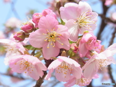 河津桜