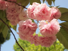輝く八重の桜