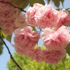 輝く八重の桜