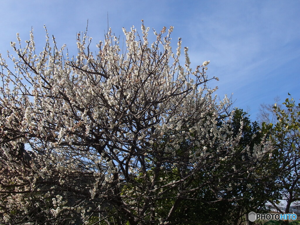 白梅と青空