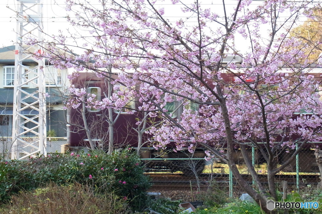 阪急と河津桜