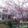 阪急と河津桜