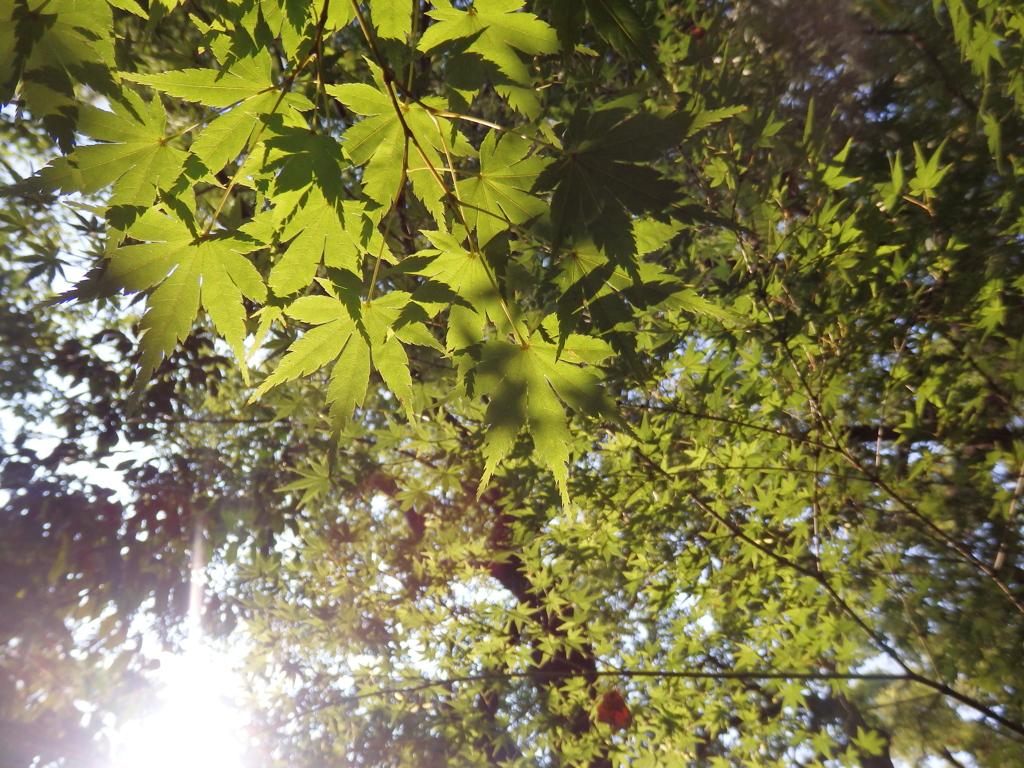 青紅葉