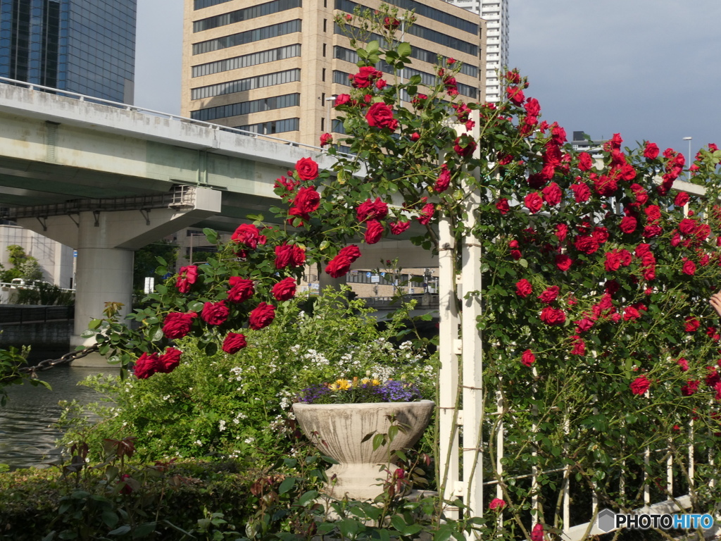 roses covering th chain