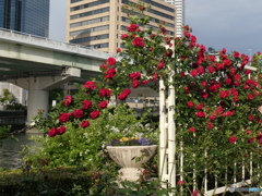 roses covering th chain