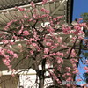 枝垂れ梅とお寺