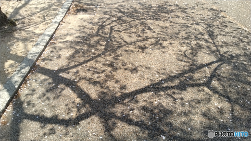 桜の影