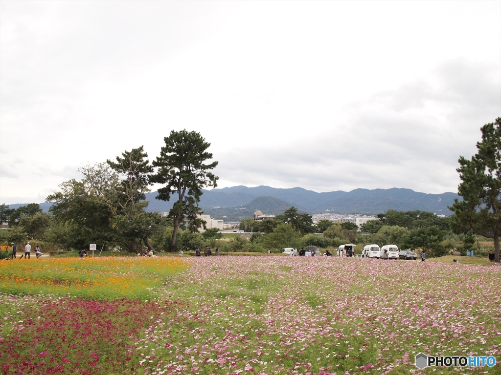 武庫川コスモス園