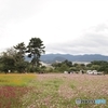 武庫川コスモス園