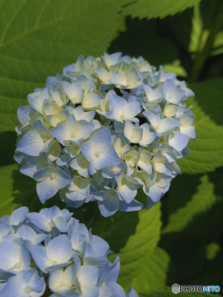 早咲きの紫陽花
