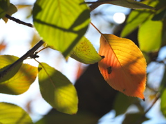 桜の葉っぱ