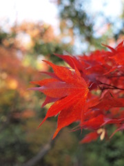 晴れの日の紅葉