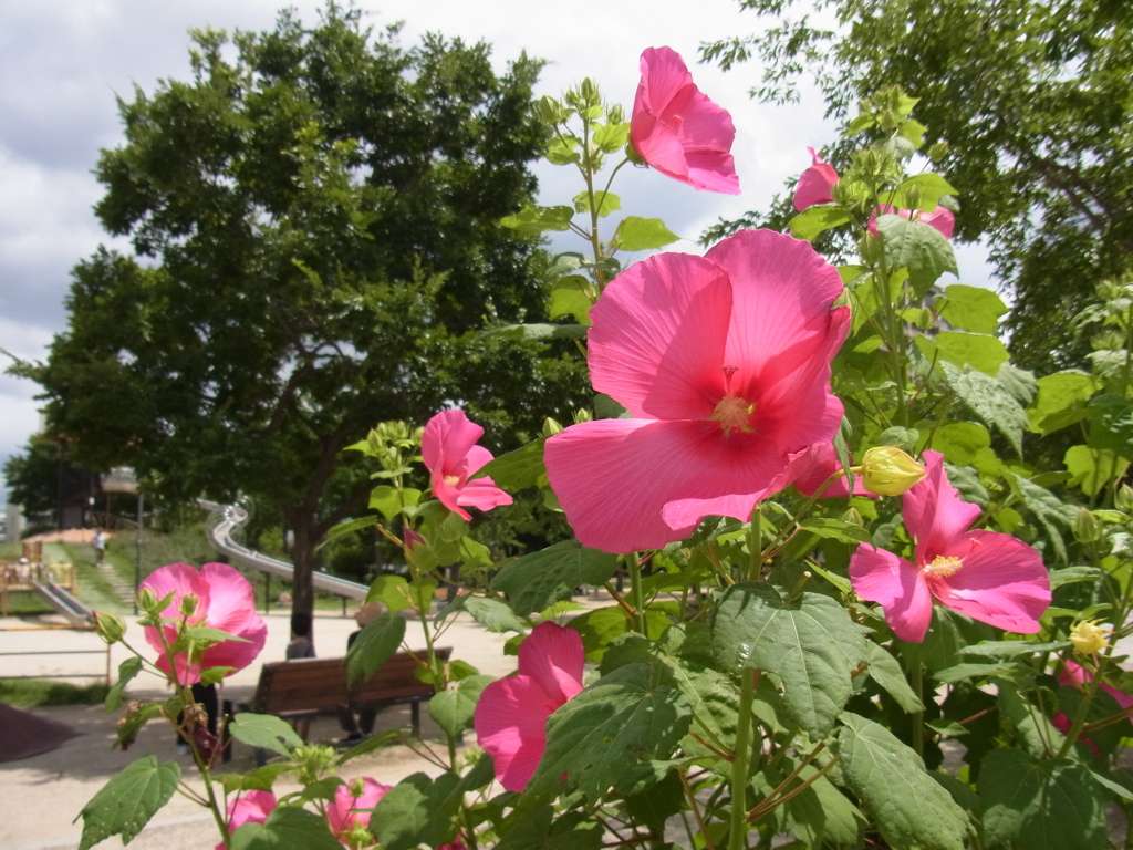 芙蓉の花