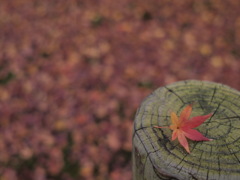 枯れ際もまた趣深し