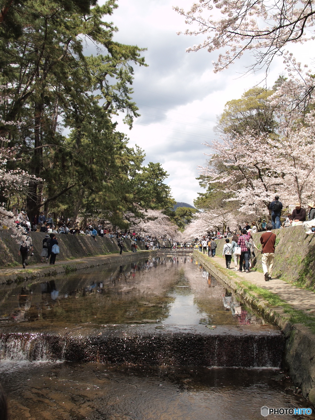 水鏡の桜