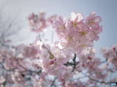 河津桜
