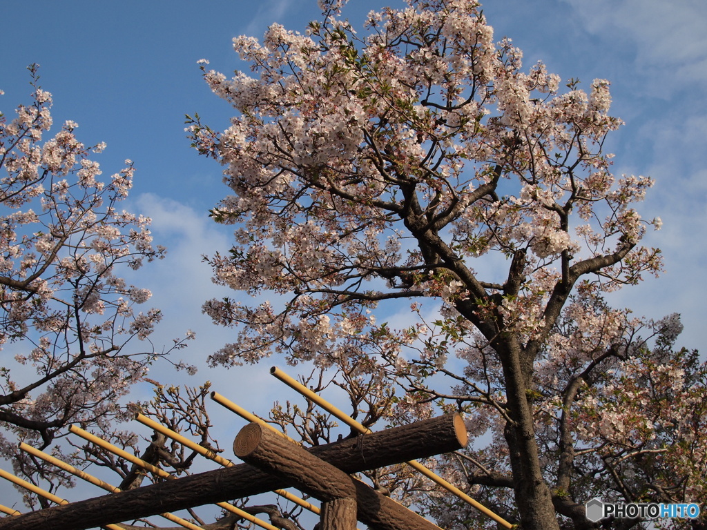 桜から藤へ