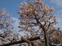 桜から藤へ