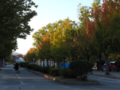 公園の紅葉はじまる