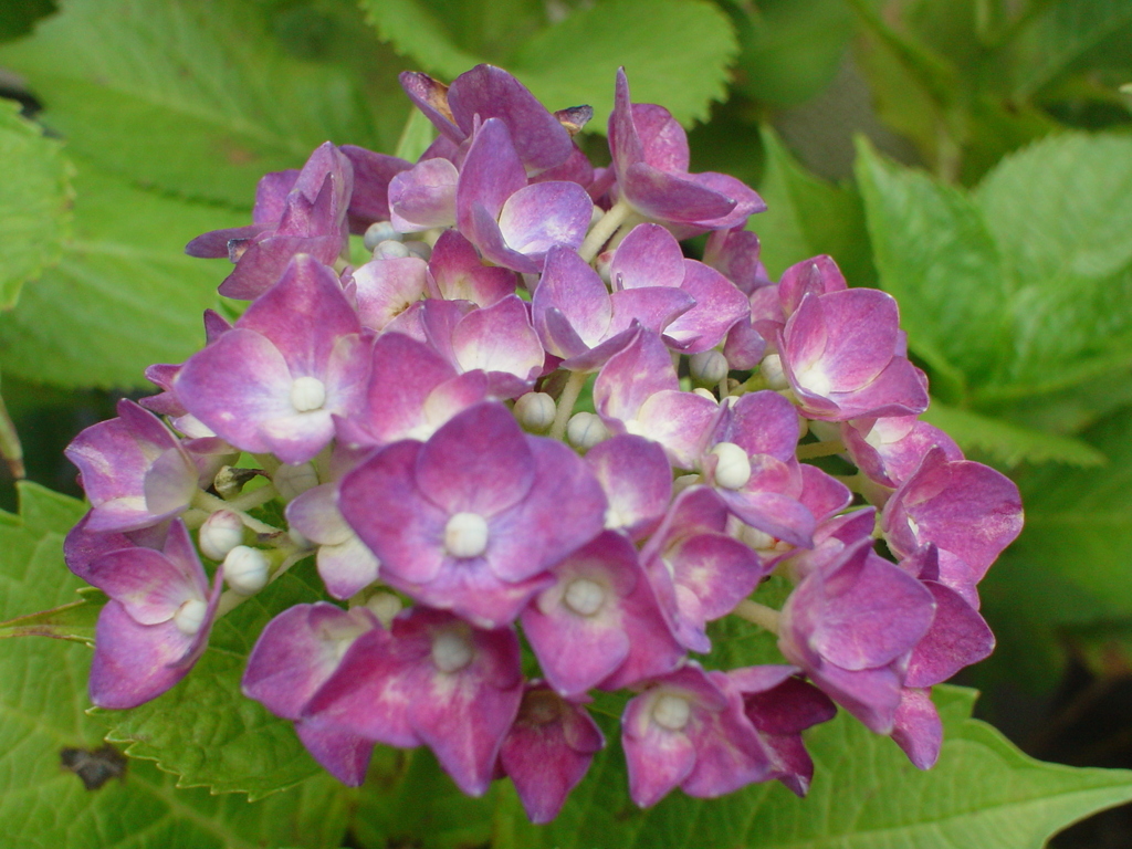 水やり後の紫陽花
