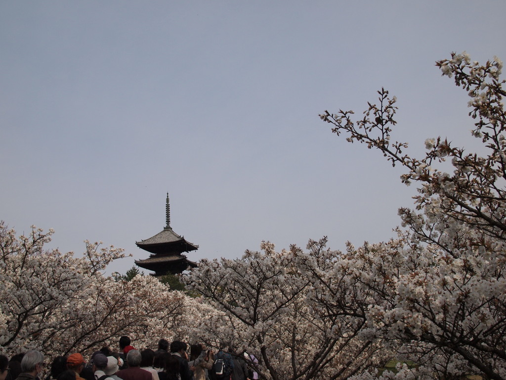 御室桜のトンネル